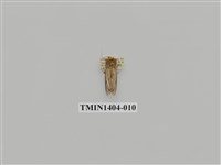 藏品(夜蛾科)的圖片